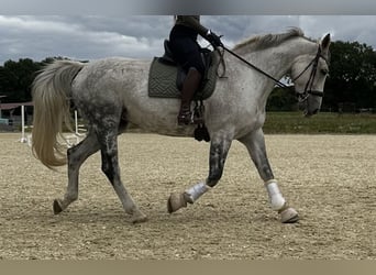 Koń hanowerski, Klacz, 15 lat, 175 cm, Siwa jabłkowita