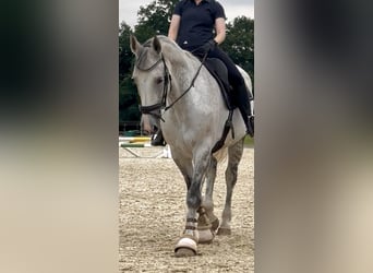 Koń hanowerski, Klacz, 15 lat, 175 cm, Siwa jabłkowita