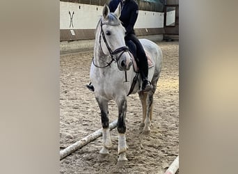 Koń hanowerski, Klacz, 15 lat, 175 cm, Siwa jabłkowita