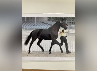 Koń hanowerski, Klacz, 15 lat, 176 cm, Kara