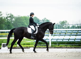 Koń hanowerski, Klacz, 15 lat, 180 cm, Kara