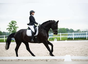 Koń hanowerski, Klacz, 15 lat, 180 cm, Kara
