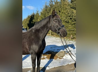 Koń hanowerski, Klacz, 16 lat, 155 cm, Kara