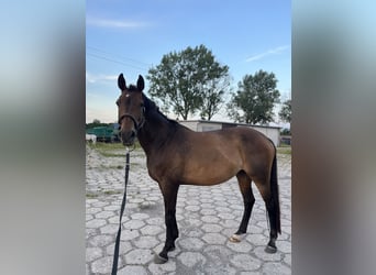 Koń hanowerski, Klacz, 16 lat, 160 cm, Ciemnogniada