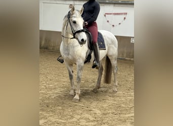 Koń hanowerski, Klacz, 16 lat, 160 cm, Siwa w hreczce