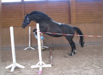 Koń hanowerski, Klacz, 16 lat, 166 cm, Skarogniada