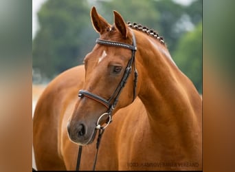 Koń hanowerski, Klacz, 16 lat, 167 cm, Ciemnokasztanowata