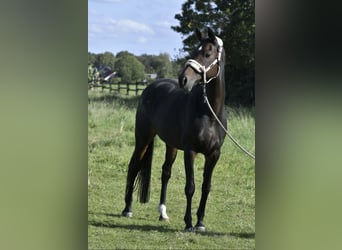 Koń hanowerski, Klacz, 16 lat, 168 cm, Ciemnogniada