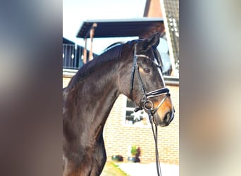 Koń hanowerski, Klacz, 16 lat, 168 cm, Ciemnogniada