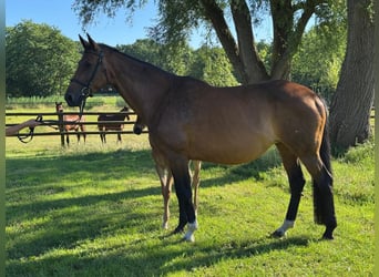 Koń hanowerski, Klacz, 16 lat, 170 cm, Gniada