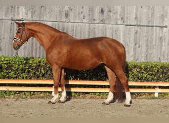 Koń hanowerski, Klacz, 16 lat, 173 cm, Kasztanowata