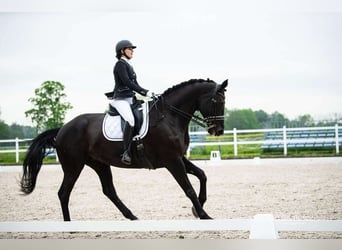 Koń hanowerski, Klacz, 16 lat, 178 cm, Kara