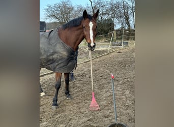 Koń hanowerski, Klacz, 17 lat, 160 cm, Gniada