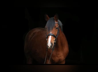 Koń hanowerski, Klacz, 17 lat, 165 cm, Formy Brown Falb