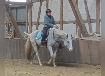 Koń hanowerski, Klacz, 17 lat, 165 cm, Siwa w hreczce
