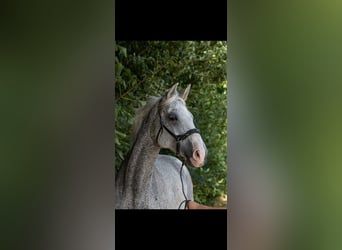 Koń hanowerski, Klacz, 17 lat, 165 cm, Siwa w hreczce