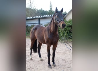 Koń hanowerski, Klacz, 17 lat, 167 cm, Ciemnogniada