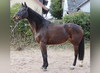 Koń hanowerski, Klacz, 17 lat, 167 cm, Ciemnogniada