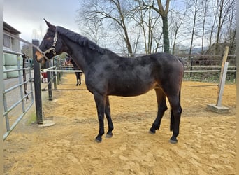 Koń hanowerski, Klacz, 17 lat, Ciemnogniada