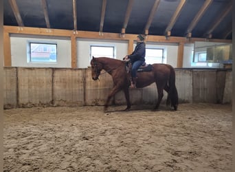 Koń hanowerski, Klacz, 18 lat, 162 cm, Kasztanowata