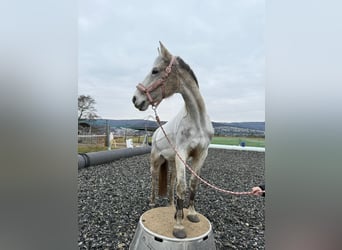 Koń hanowerski, Klacz, 18 lat, 162 cm, Siwa