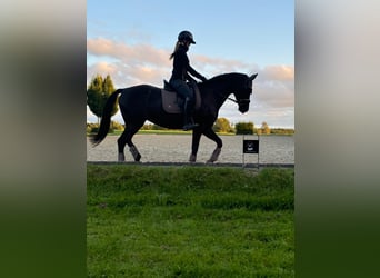 Koń hanowerski, Klacz, 18 lat, 164 cm, Kara
