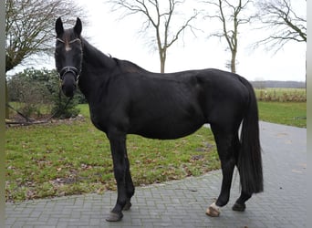 Koń hanowerski, Klacz, 18 lat, 168 cm, Kara