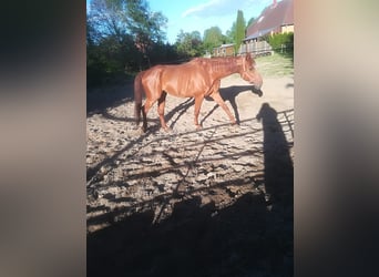 Koń hanowerski, Klacz, 18 lat, 170 cm, Kasztanowata