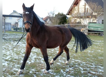 Koń hanowerski, Klacz, 19 lat, 163 cm, Gniada
