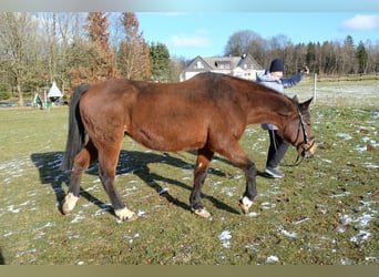 Koń hanowerski, Klacz, 19 lat, 163 cm, Gniada