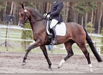 Koń hanowerski, Klacz, 19 lat, 169 cm, Ciemnogniada