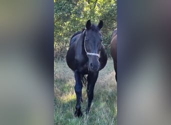 Koń hanowerski, Klacz, 19 lat, 172 cm, Skarogniada