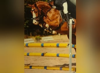 Koń hanowerski, Klacz, 1 Rok, 163 cm, Ciemnokasztanowata