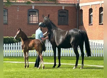 Koń hanowerski, Klacz, 1 Rok, 167 cm, Gniada