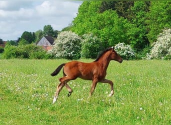 Koń hanowerski, Klacz, 1 Rok, 170 cm, Gniada
