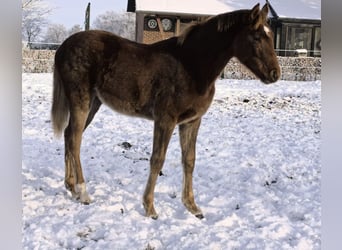 Koń hanowerski, Klacz, 1 Rok, 170 cm, Kasztanowata