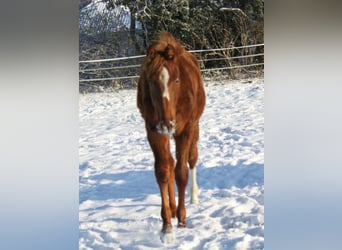 Koń hanowerski, Klacz, 1 Rok, 173 cm, Kasztanowata