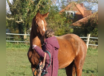 Koń hanowerski, Klacz, 1 Rok, 173 cm, Kasztanowata