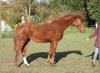 Koń hanowerski, Klacz, 1 Rok, 173 cm, Kasztanowata