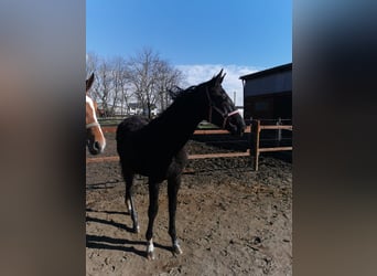 Koń hanowerski, Klacz, 1 Rok, 175 cm, Kara