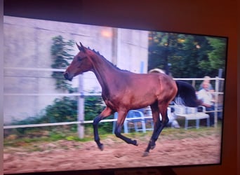 Koń hanowerski, Klacz, 1 Rok, Ciemnogniada