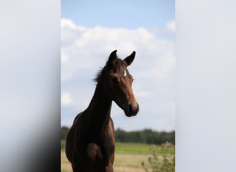 Koń hanowerski, Klacz, 1 Rok, Ciemnogniada
