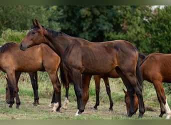 Koń hanowerski, Klacz, 1 Rok, Ciemnogniada