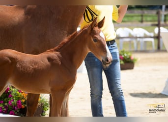 Koń hanowerski, Klacz, 1 Rok, Ciemnokasztanowata