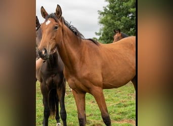 Koń hanowerski, Klacz, 1 Rok, Gniada
