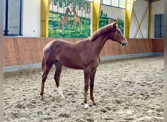 Koń hanowerski, Klacz, 1 Rok, Kasztanowata