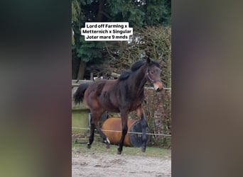 Koń hanowerski, Klacz, 1 Rok