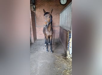 Koń hanowerski, Klacz, 1 Rok