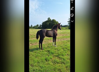 Koń hanowerski, Klacz, 1 Rok