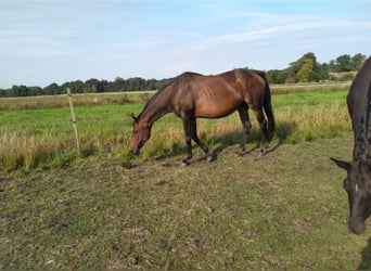 Koń hanowerski, Klacz, 20 lat, 165 cm, Gniada